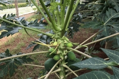 03b.-5-monthold-field-plant-IMG_9633-scaled