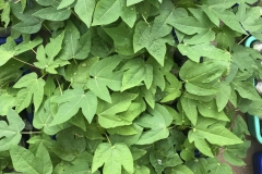 02d.-Hardenined-plants-IMG_0038
