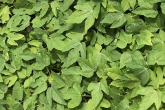 02d.-Hardenined-plants-IMG_0173