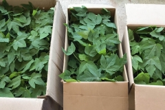 12d.-Packaging-plants-