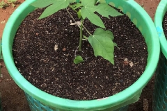 Basket-plant-001