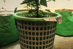 Basket-plant-02