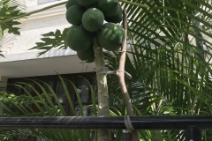 Basket-plant-03