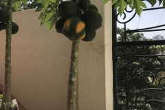 Basket-plant-04-Pot