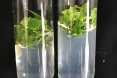 02a.-In-vitro-culture-IMG_8389