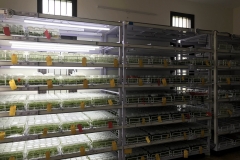 02c.-Culture-incubation-IMG_0063