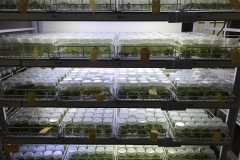 02c.-Culture-incubation-IMG_0545