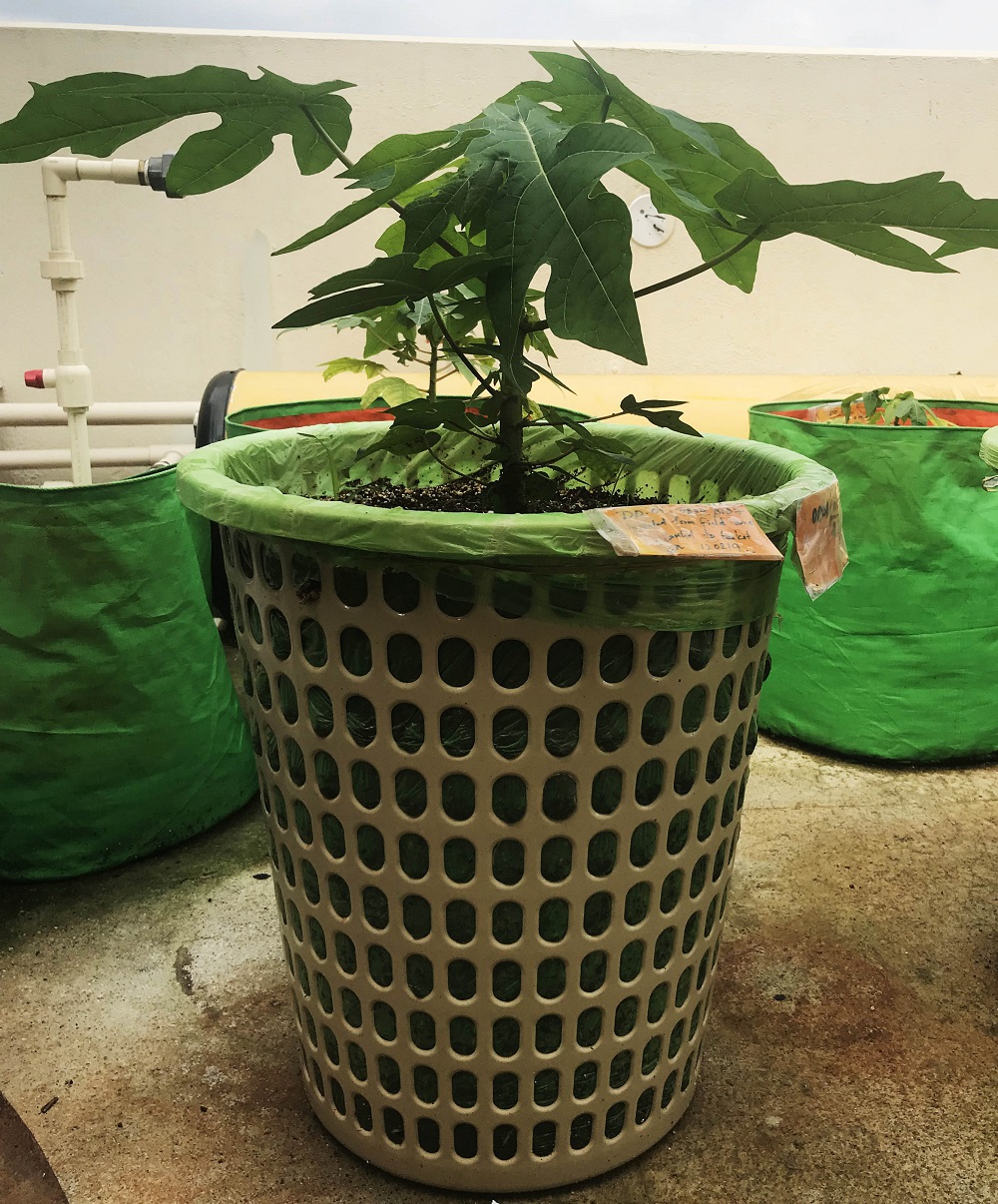 Tissue Culture Papaya DAWN DELIGHT Basket plants